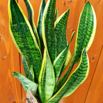 Svokrine jazyky (Sansevieria trifasciata) ´SUPERBA´ - výška 20-30 cm , kont. C1L
